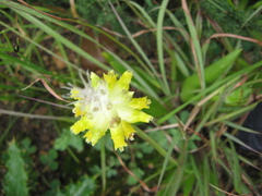 Lachenalia lutea