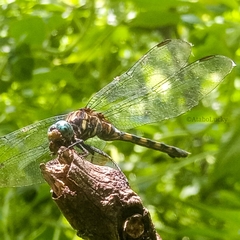 Orthetrum julia