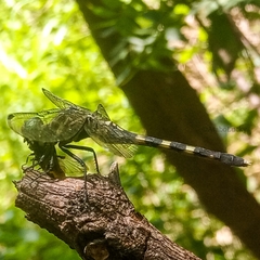 Orthetrum julia