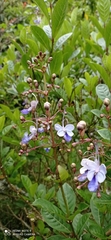 Rotheca