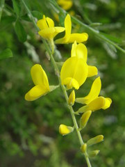 Genista canariensis