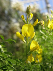 Genista canariensis