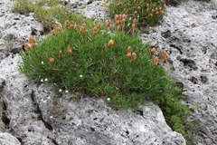 Trifolium polyphyllum