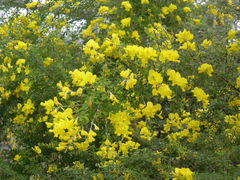 Genista canariensis