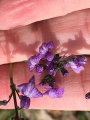 Nuttallanthus texanus