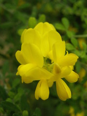 Genista canariensis