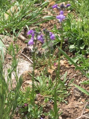 Nuttallanthus texanus