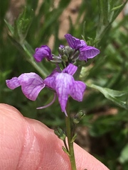 Nuttallanthus texanus