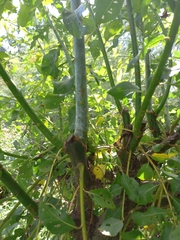 Salix daphnoides