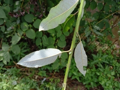 Salix daphnoides
