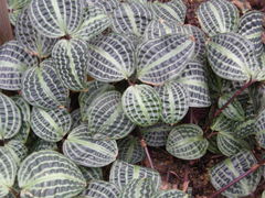 Geogenanthus poeppigii