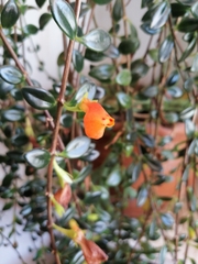 Nematanthus gregarius