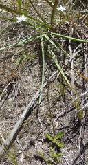 Alepidea capensis capensis