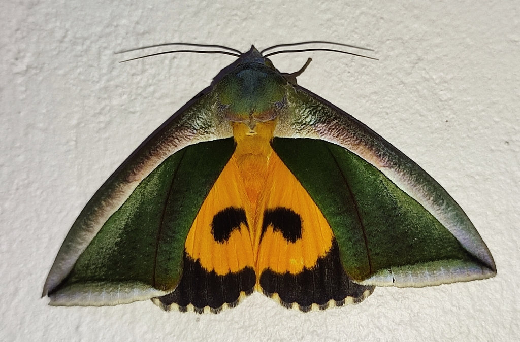 Fruit-piercing Moths