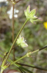 Alepidea capensis capensis
