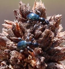 Anthelephila caerulea