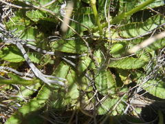 Alepidea capensis capensis