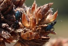 Anthelephila caerulea