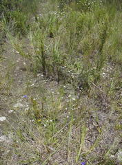 Alepidea capensis capensis