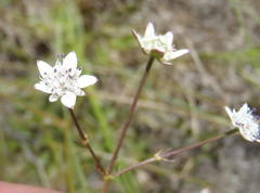 Alepidea capensis capensis