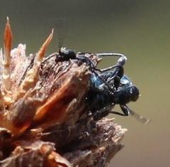 Anthelephila caerulea