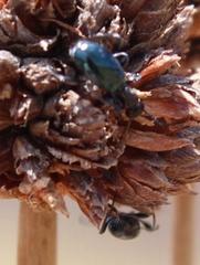 Anthelephila caerulea