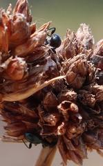 Anthelephila caerulea