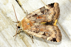 Cryptocala acadiensis