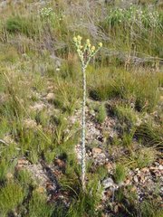 Thesium euphorbioides