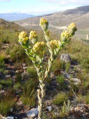 Thesium euphorbioides