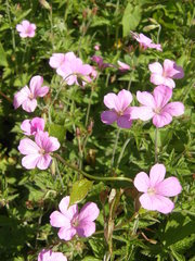Geranium endressii