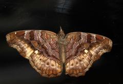 Eurytela dryope angulata