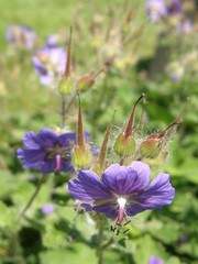 Geranium platypetalum