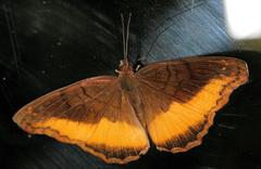 Eurytela dryope angulata