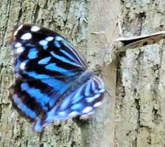 Myscelia ethusa ethusa