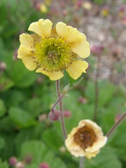 Geum quellyon