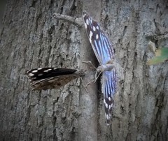 Myscelia ethusa ethusa