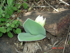 Haemanthus humilis hirsutus