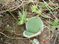 Haemanthus humilis hirsutus