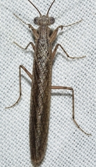 Perlamantis alliberti