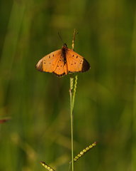 Acraea caldarena