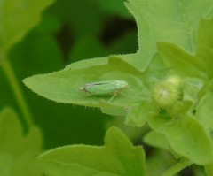 Graphocephala cythura