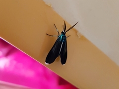 Uranophora terminalis