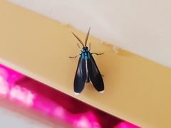 Uranophora terminalis