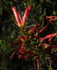 Erica curviflora curviflora