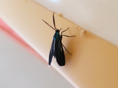 Uranophora terminalis