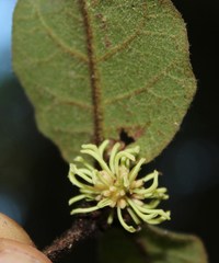 Trichocladus crinitus