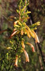 Erica curviflora curviflora