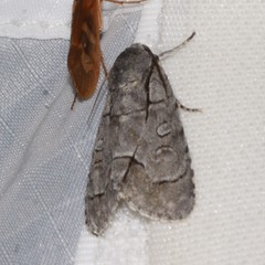 Acronicta radcliffei