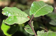 Trichocladus crinitus